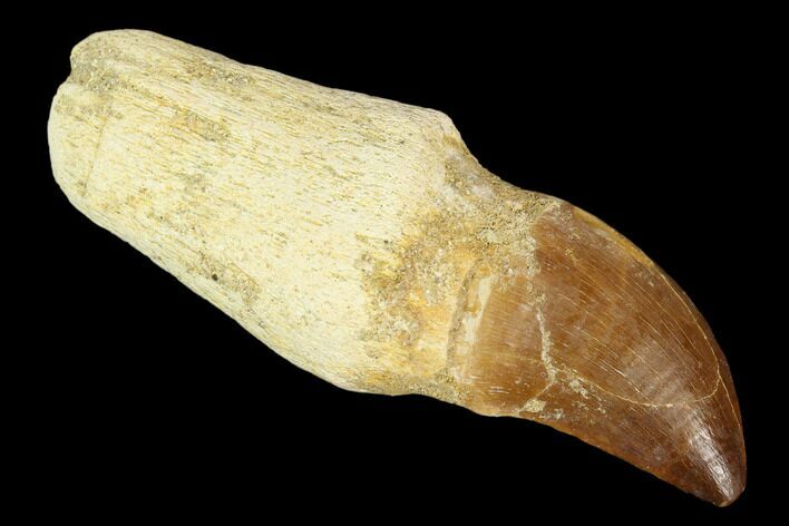 Fossil Rooted Mosasaur (Prognathodon) Tooth - Morocco #116908